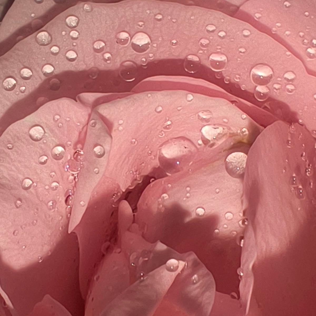 RAINDROPS